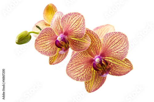blossom orchid on white background .