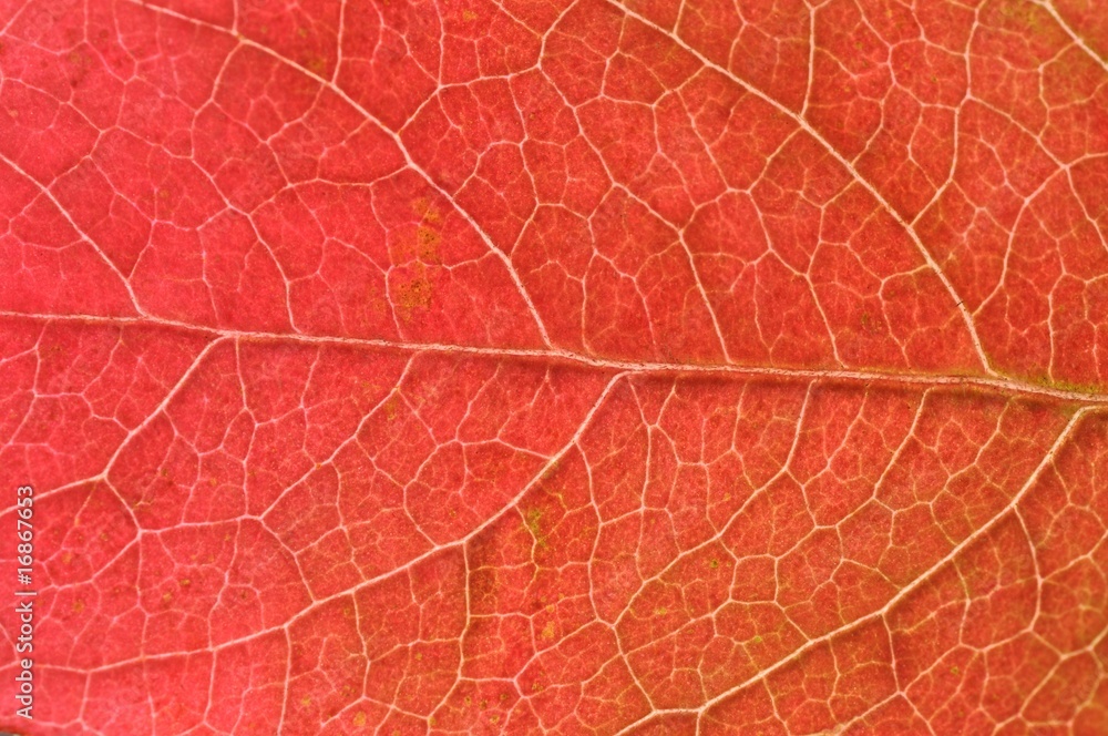 Obraz premium Herbst, rotes Blatt