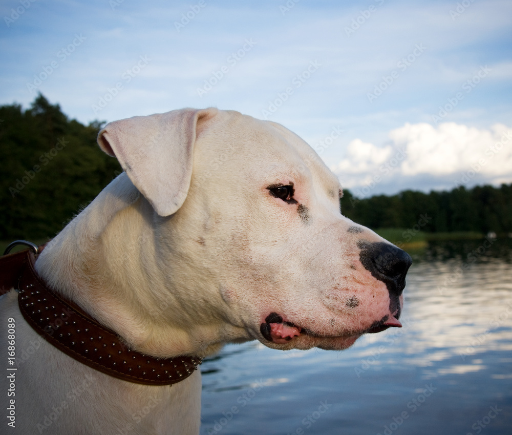Obraz premium Dogo Argentino