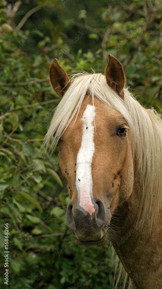 Fototapeta premium étalon palomino Pie