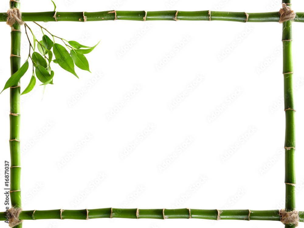 Fototapeta Frame bamboo stems