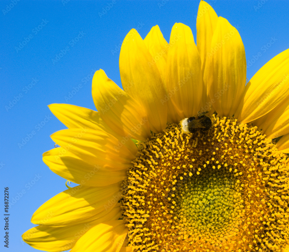 Naklejka premium small bee is working on refined sunflower