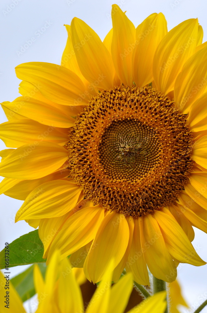 Naklejka premium Sonnenblume