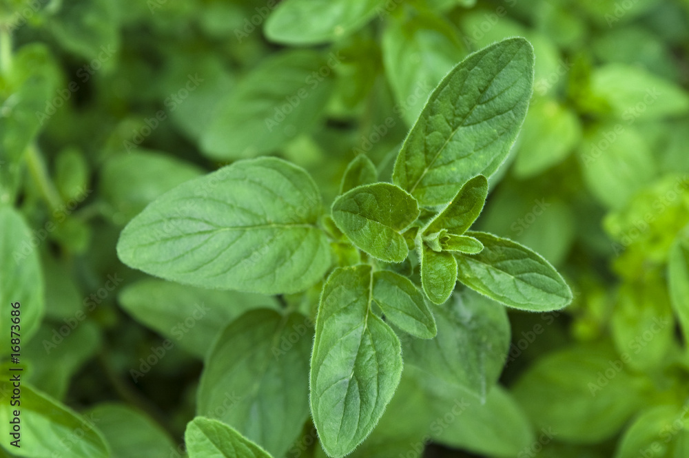 growing herbs. mint growing herbs. mint