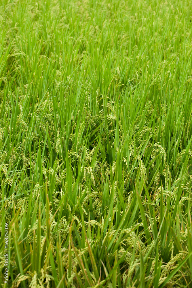 rice rice
