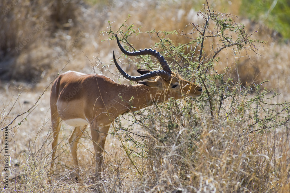 Impala grazing on a bush. Impala grazing on a bush.