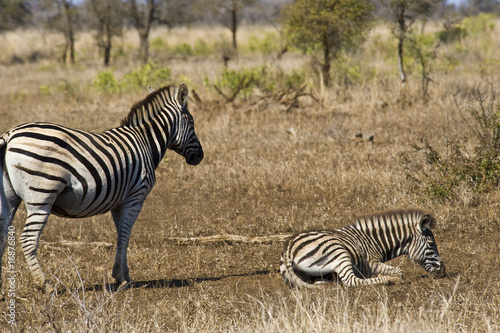 Zebra with calf