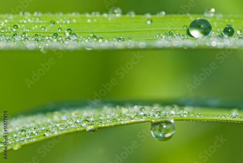 drops on fresh green leaf