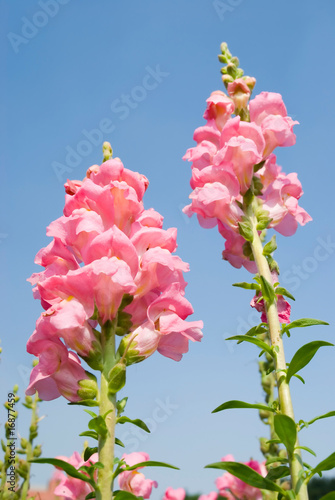 pink Snapdragon flowers under blue sky
