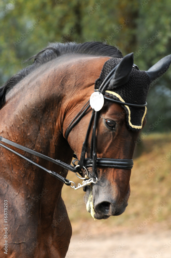 Fototapeta premium Am Zaumzeug