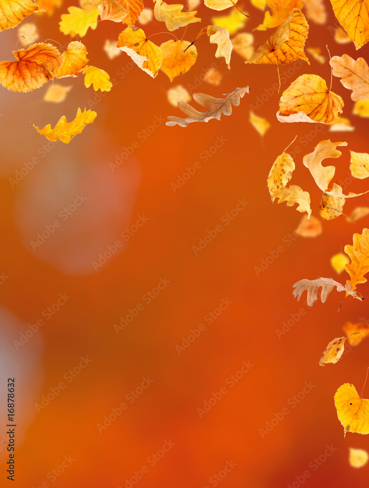 Falling leaves against the autumn background Falling leaves against the autumn background