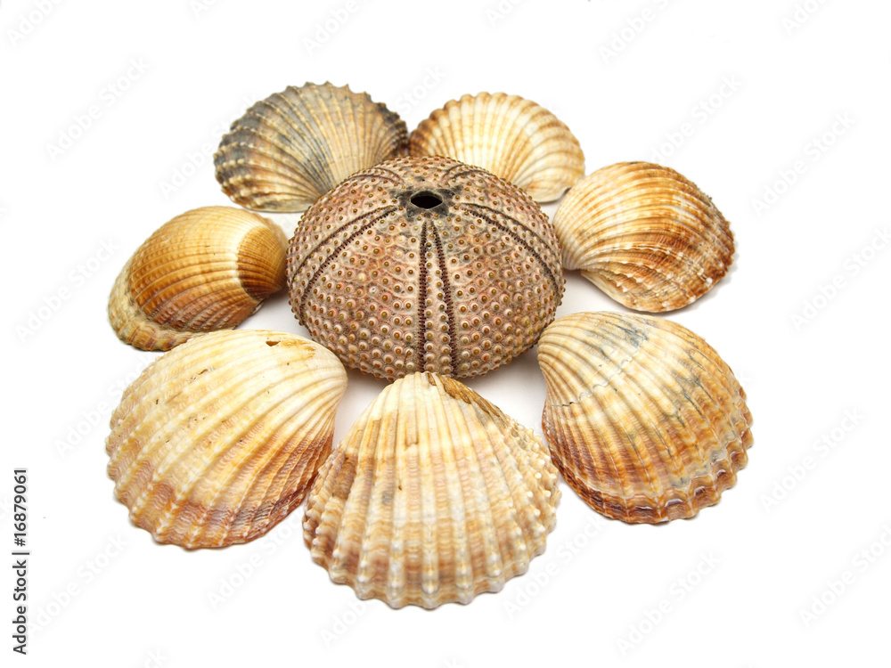 Sea shells on white background Sea shells on white background