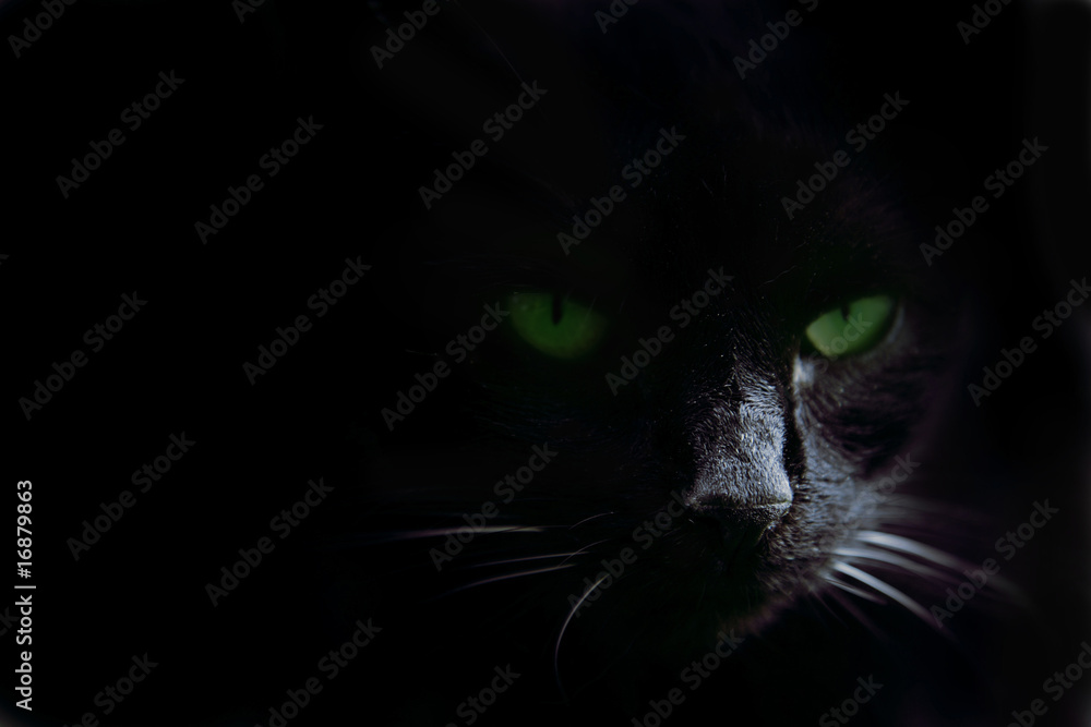 Green cat's eyes in the dark