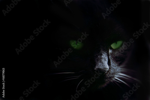 Green cat's eyes in the dark