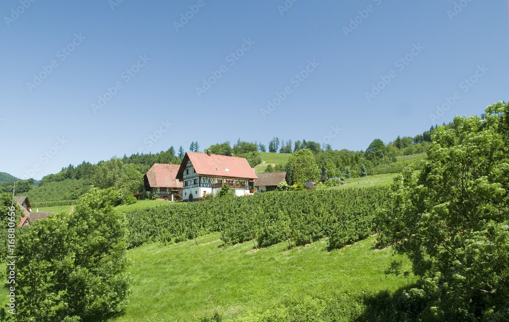 Im Schwarzwald Im Schwarzwald