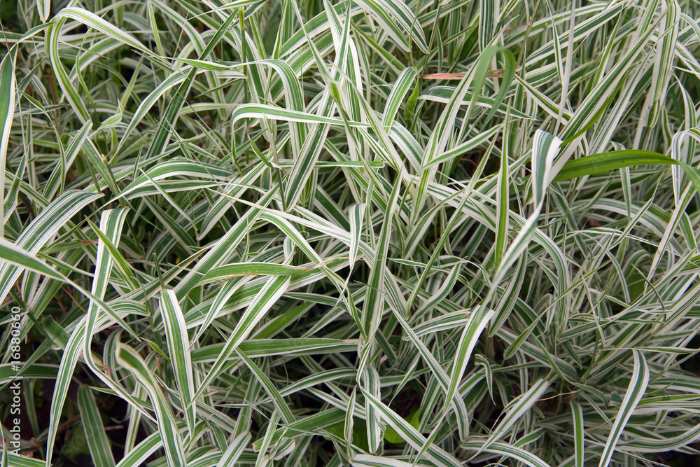 Grass background