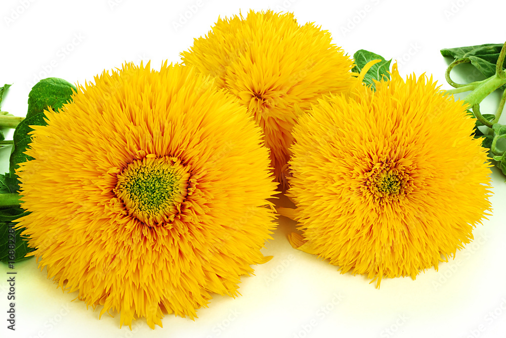 Naklejka premium sunflower image for an interior