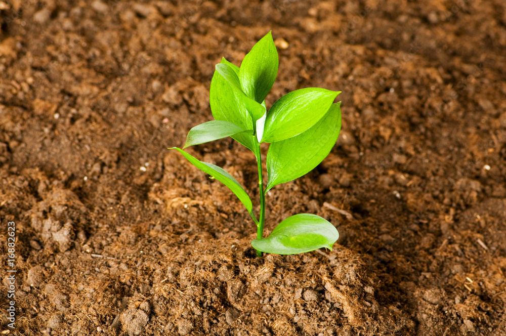 New life concept - green seedling growing out of soil New life concept - green seedling growing out of soil