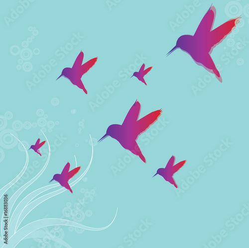 Kolibri