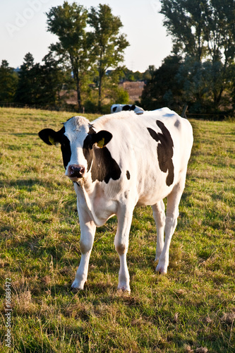 Holsteiner Kühe auf der Weide beim Sonnenuntergang