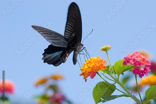 Big black swallowtail butterfly flying under blue sky