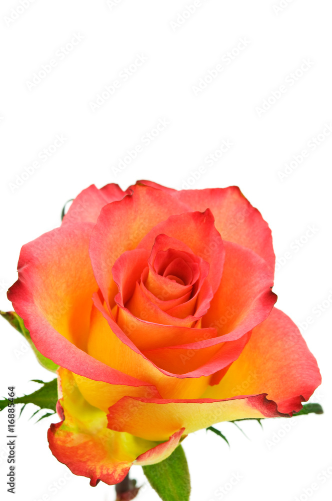 Fototapeta premium red rose on white background