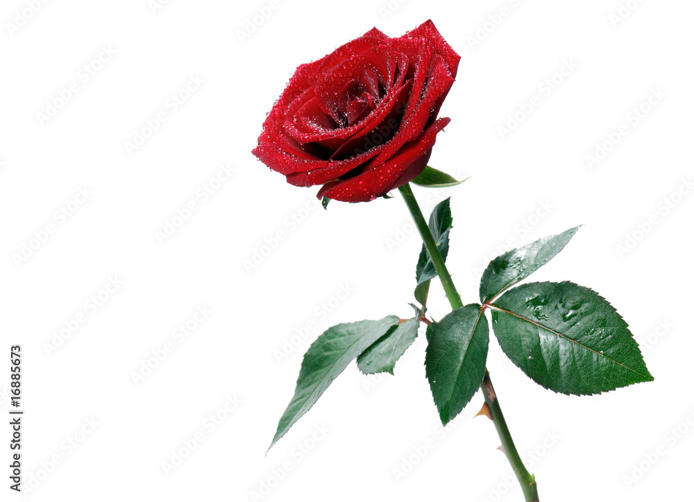 Red rose Red rose
