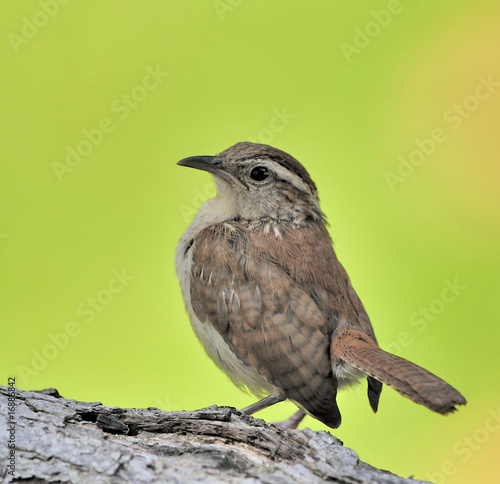 Carolina Wren photo