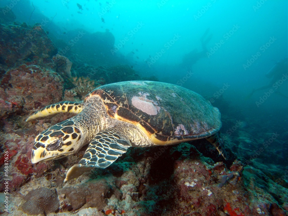 Meeresschildkröte mit Tauchern