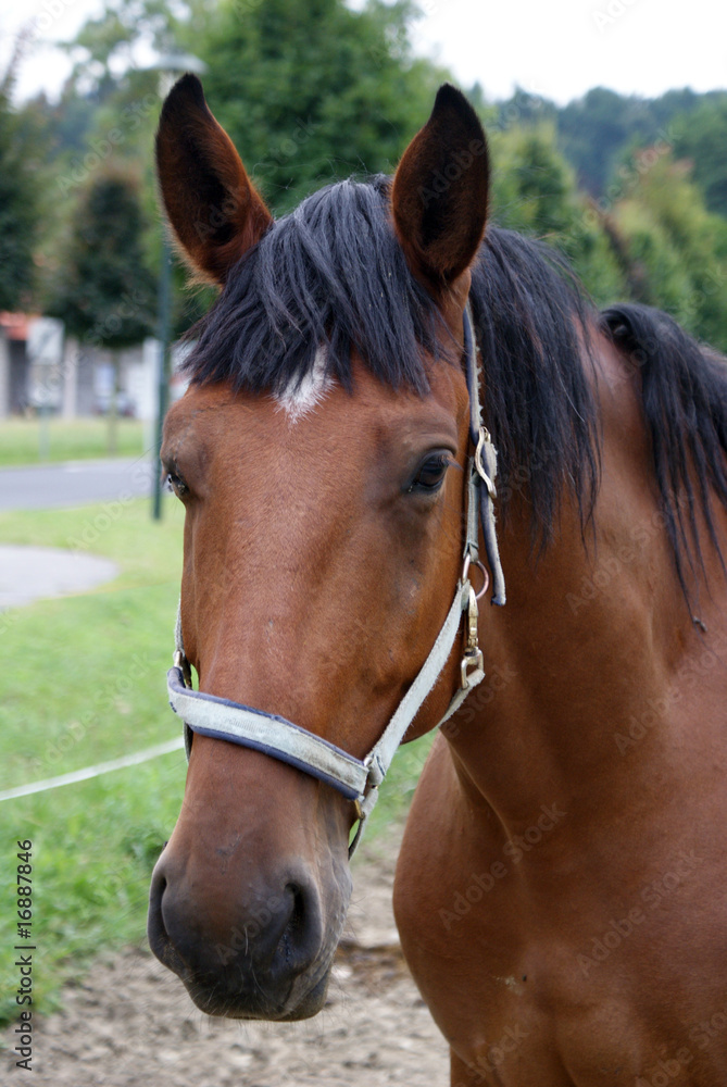 Fototapeta premium cavallo baio