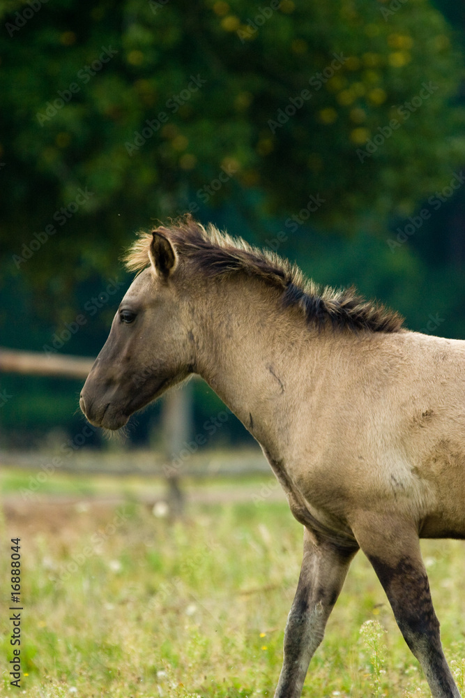 horse horse