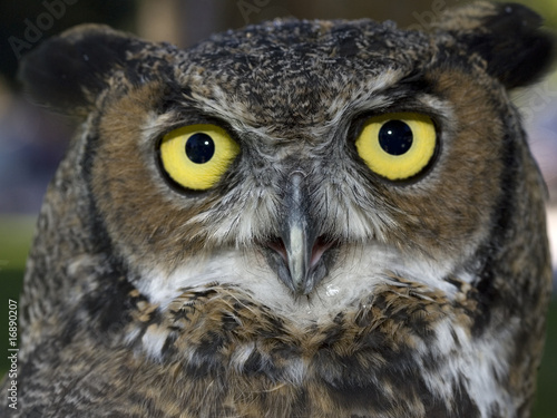 Close up of a great horned owl and its yellow eyes.