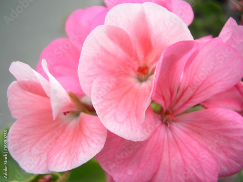 Pink Geraniums