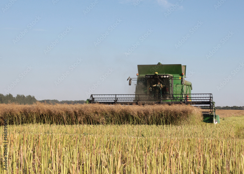 Obraz premium Getreideernte - Rapsernte