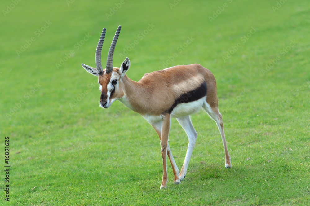 Zoo 62 Zoo 62