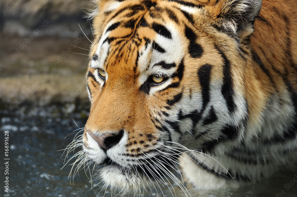 Fototapeta premium Zoo 61