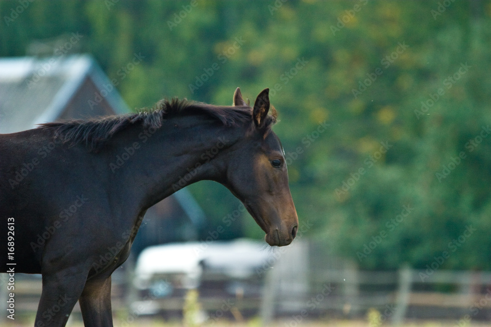 Obraz premium horse