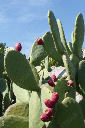 gymnocalycium spegazzinii var. unguispinum Rare Cactus