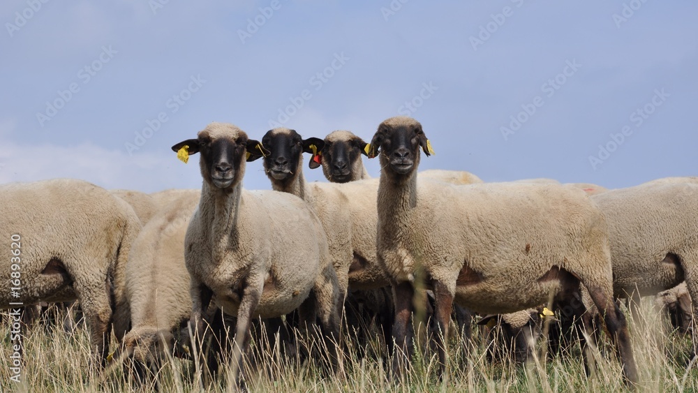 Fototapeta premium sheep