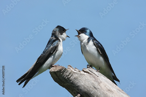 Pair of Tree Swallows on a stump