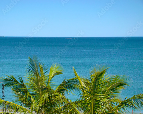 top of a coconut palm tree with a blue ocean behind