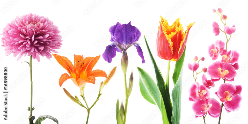 Set of flowers on a white background Set of flowers on a white background