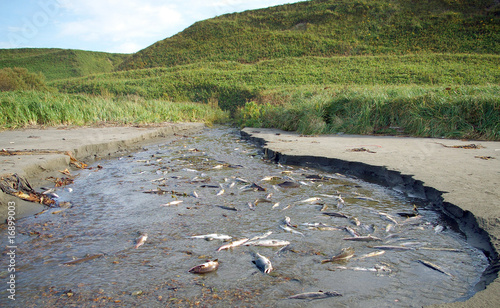 Photos Fish salmon in river on spawning .Sakhalin