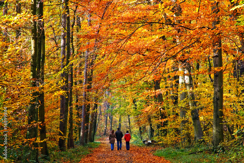 Fototapeta premium Family walking through autumn park, Frankfurt, 2008