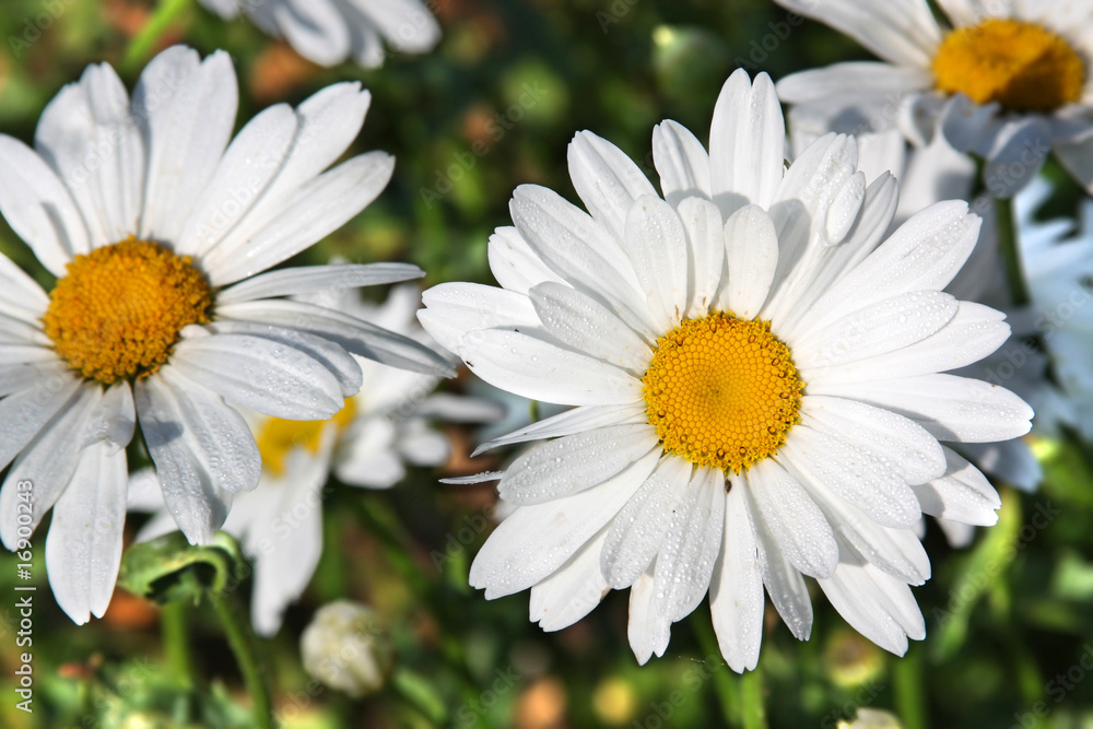 Fototapeta premium Daisies