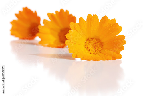 the flowers of a calendula