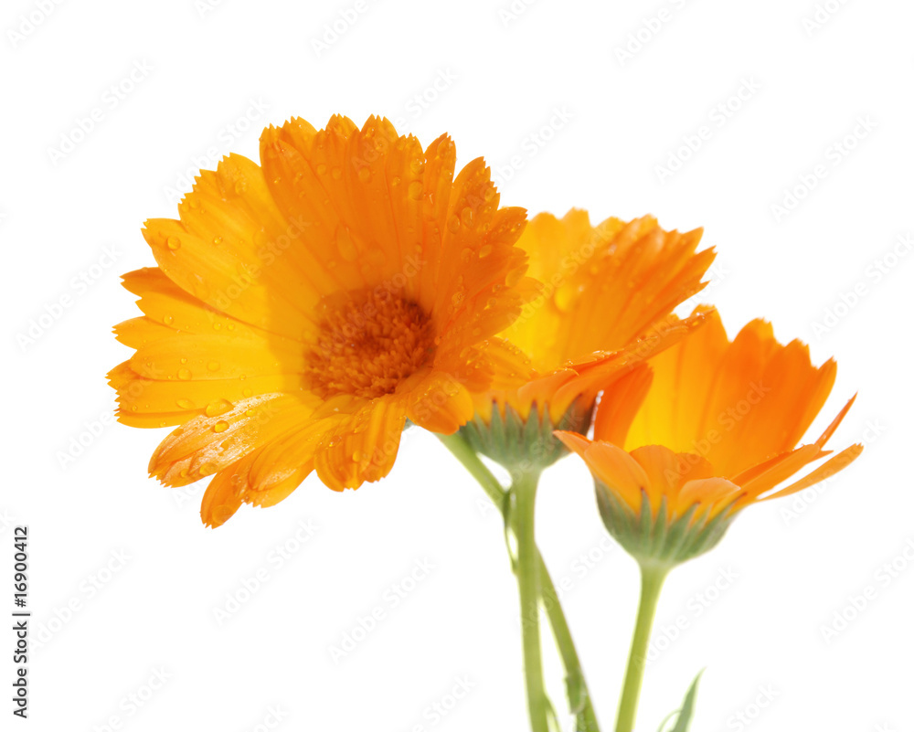 the flowers of a calendula the flowers of a calendula