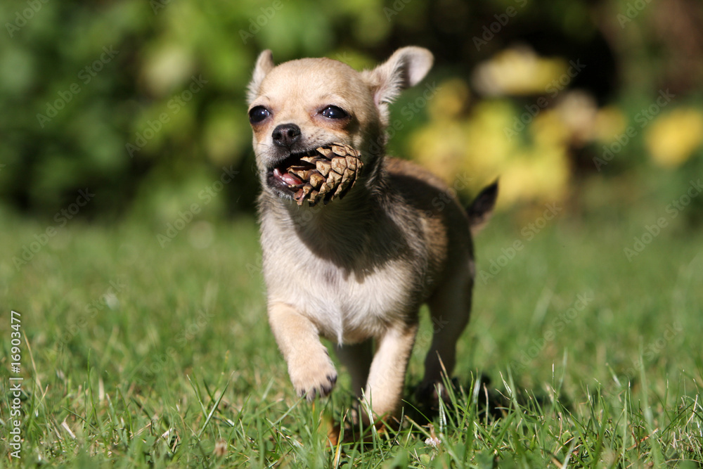 custom made wallpaper toronto digitalle petit chihuahua courant de face avec sa pomme de pin