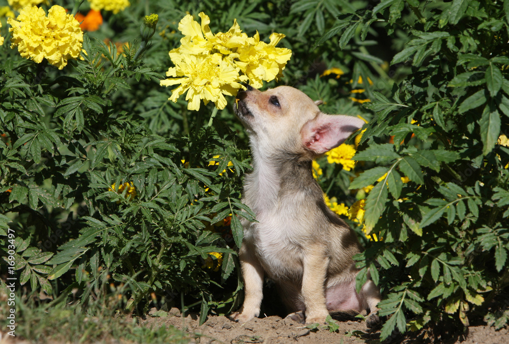 chihuahua crème humant une grosse fleur jaune chihuahua crème humant une grosse fleur jaune