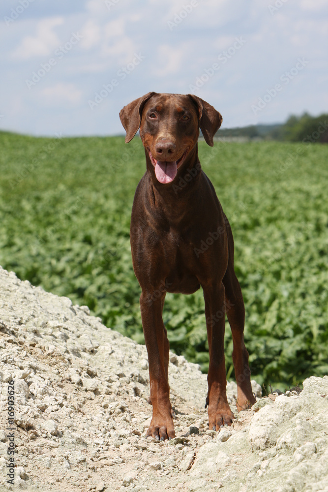 un dobermann adulte marron de face à la campagne